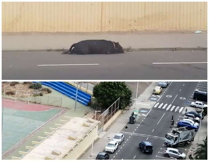 El cuerpo de animal se encuentra en la vía Ãdolo de Jinámar/TA.